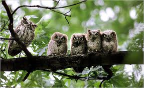 parliament of owls